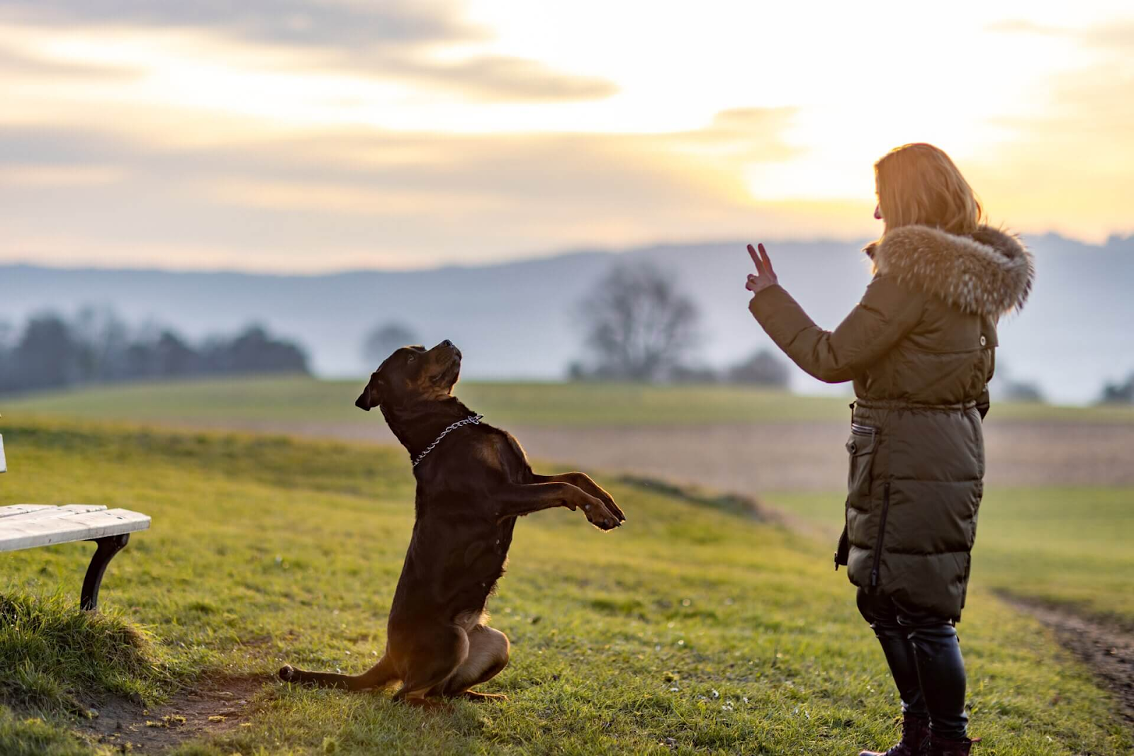 How to Teach Your Dog Guard Command: 5 Best Techniques to Train a Guard Dog