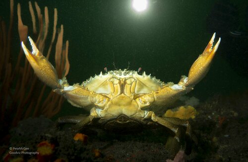 Pet Mud Crab