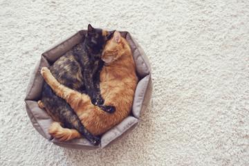 Two cats lying in a bed

Description automatically generated