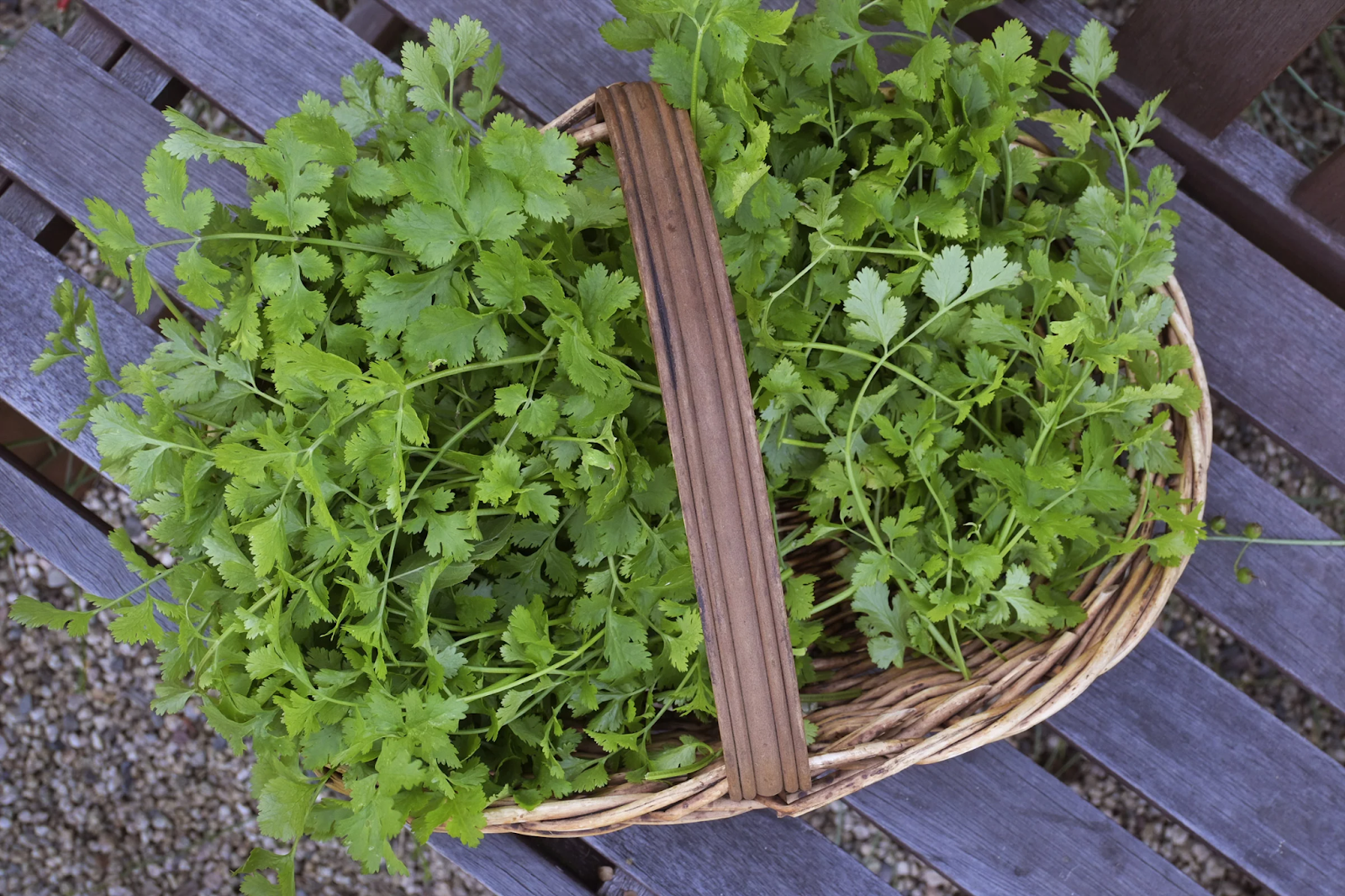 Growing cilantro at home