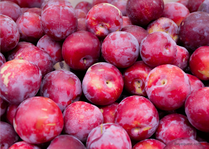 Are Plums Safe for Horses?