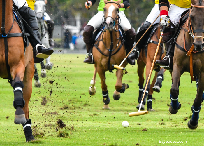 Polo Horse Sport