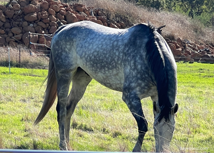 Irish Horse Names