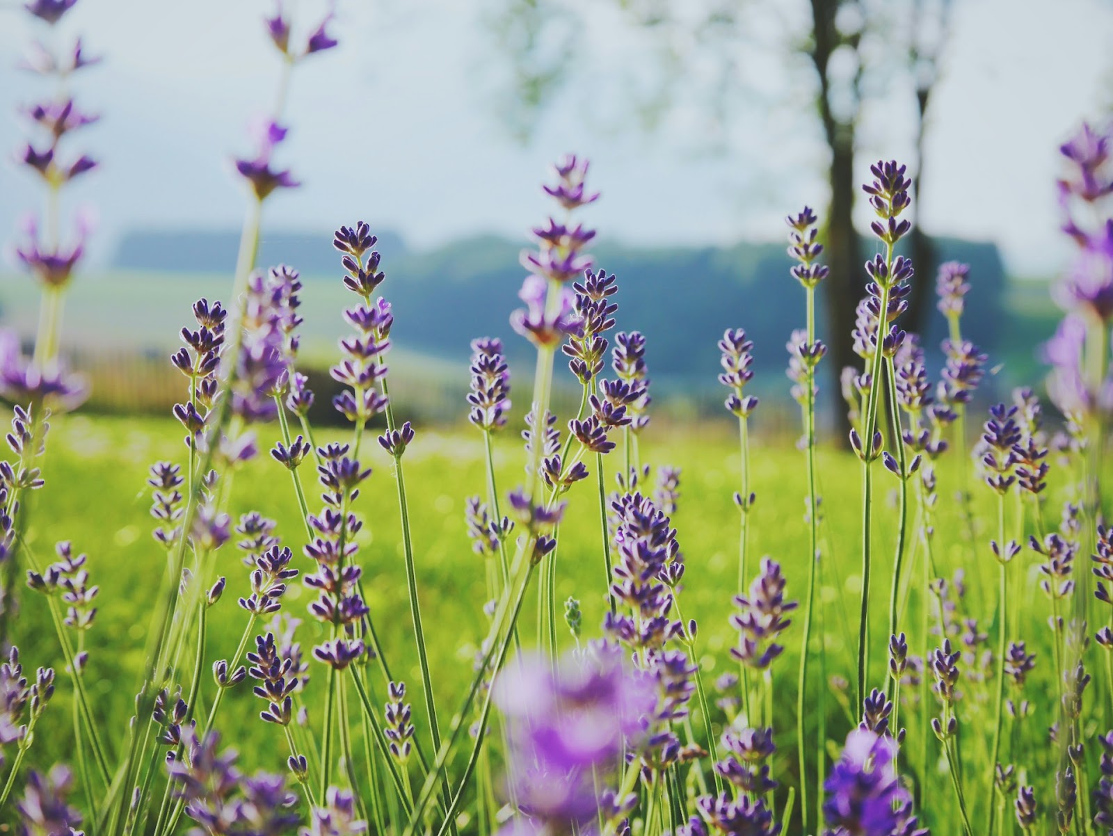 Care For Lavender