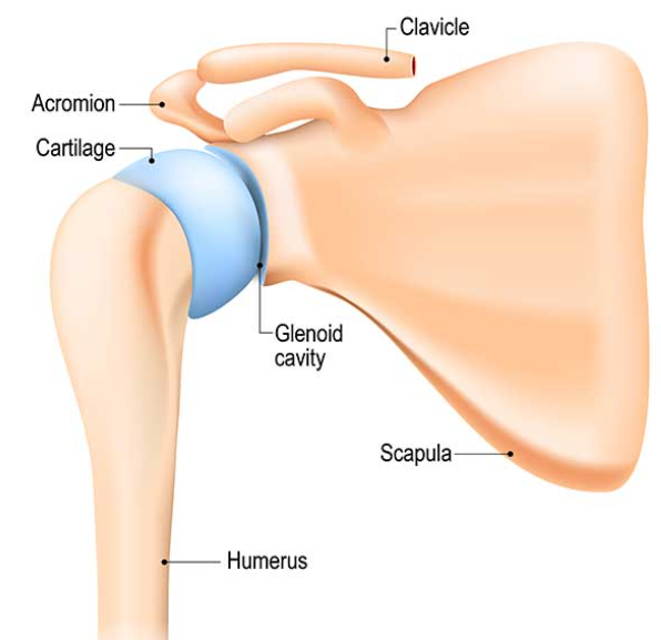 Rotator Cuff Muscle