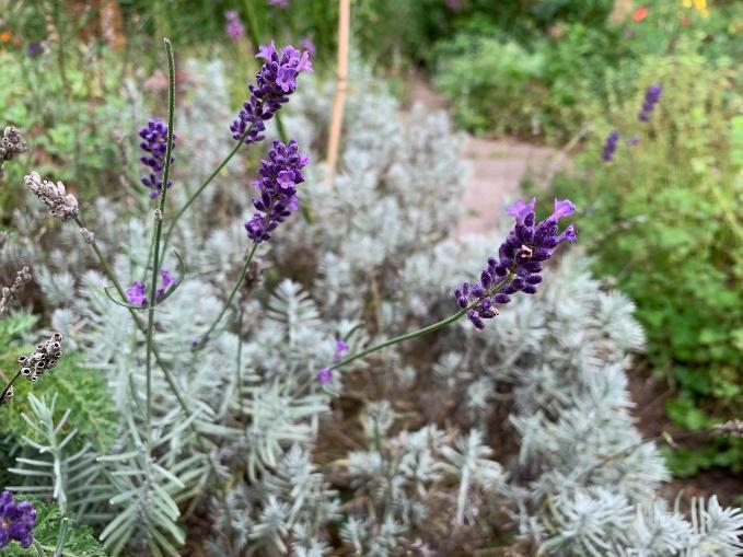 Afbeelding met bloem, plant, buitenshuis, paars

Automatisch gegenereerde beschrijving