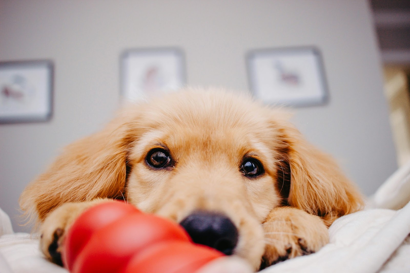 Golden Retriever puppy with a red Kong toy to illustrate use of s dog puzzle 
