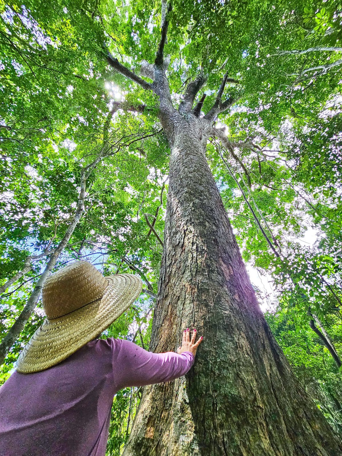 Árvore gigante da Mata Atlântica, simbolizando resistência e preservação ambiental