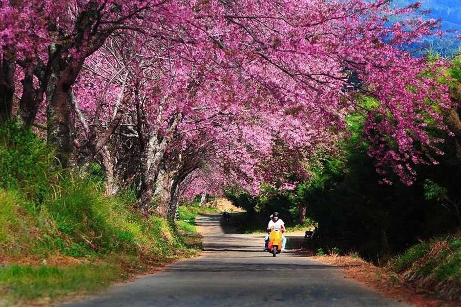 7 Endroits magnifiques pour admirer les fleurs de cerisier en Thaïlande