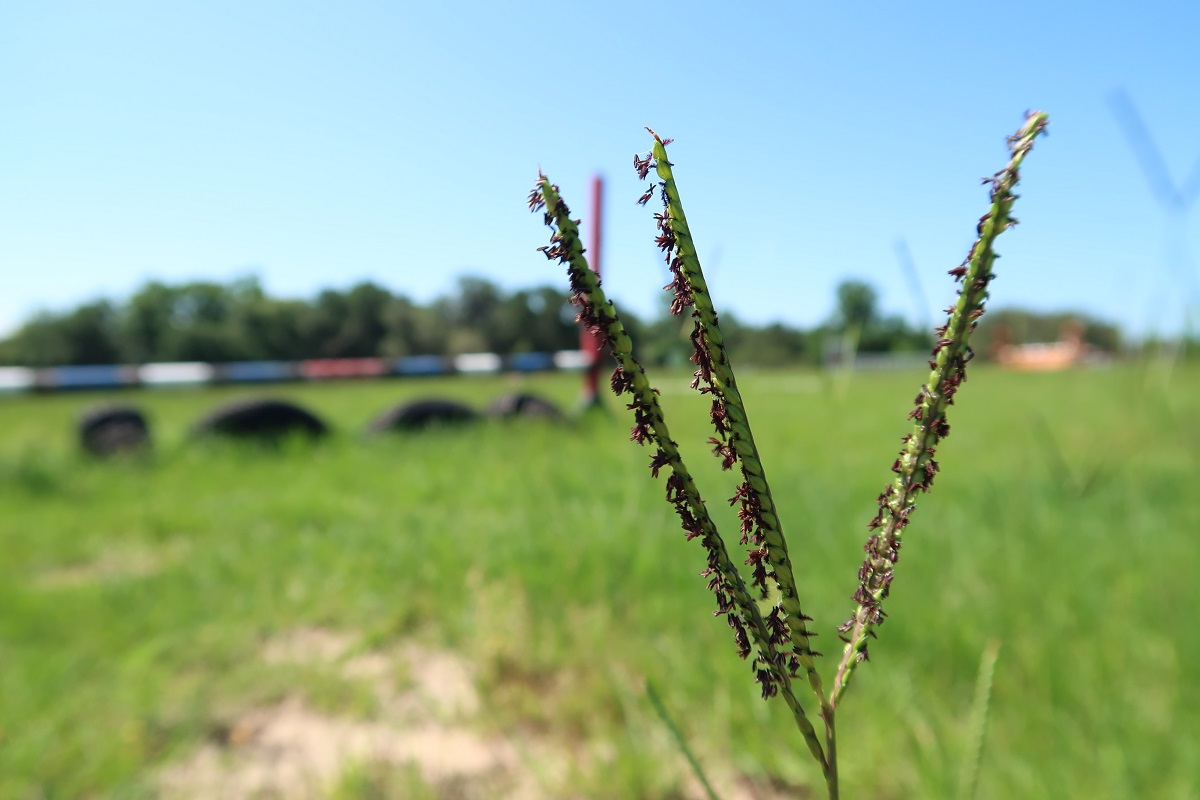 Bahia Grass Seeds