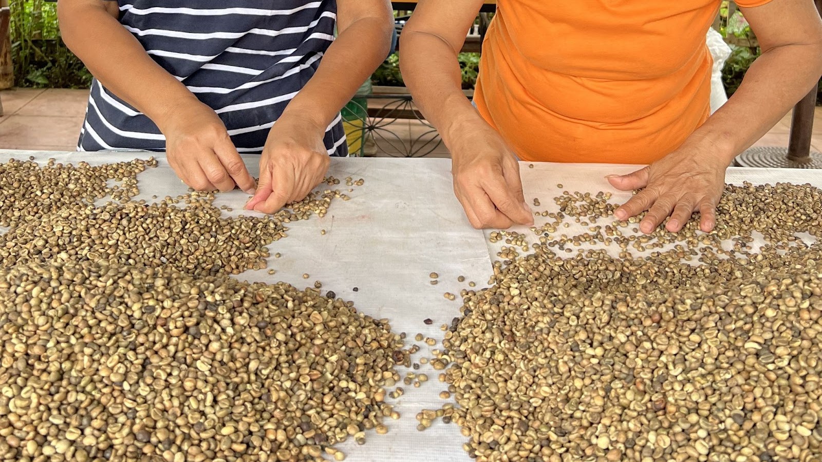 Two individuals meticulously sorting coffee beans on a table, showcasing Fair Trade practices in the coffee industry.