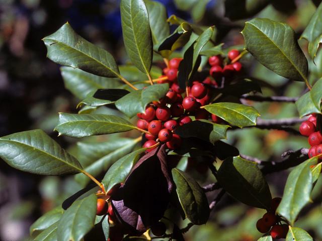 Ilex opaca (American holly) #22859