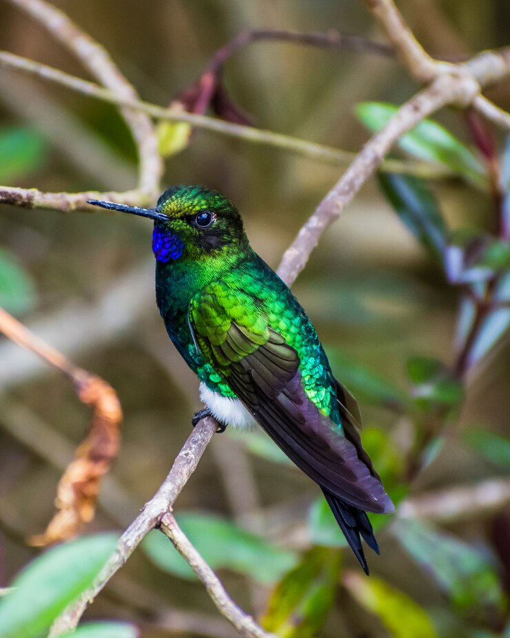A colourful Hummingbird on the tree looking so fierce and on the watchout to to its predators