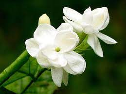 Jasmine , The most beautiful flowers in the World