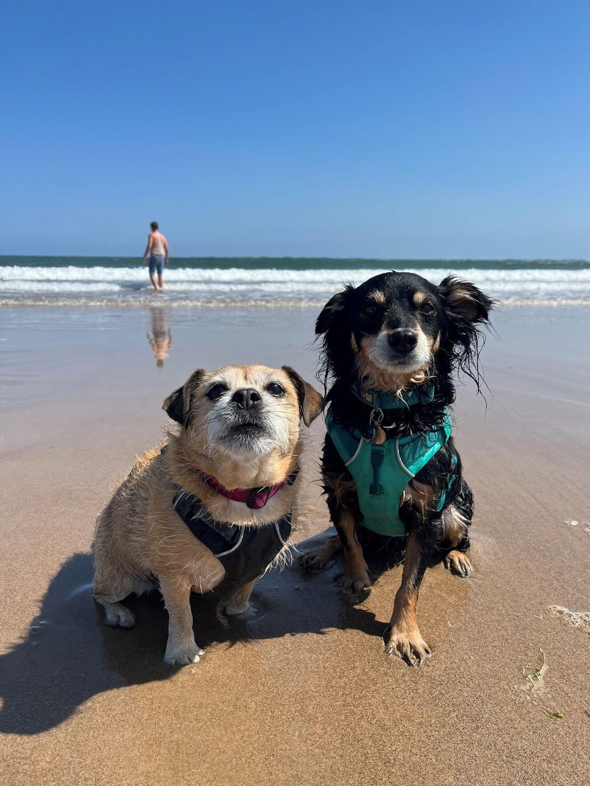 Maisy and Rico, Rachel (owner of Nose to Trail's) dogs enjoying the beach in Creswell, Northumberland. 