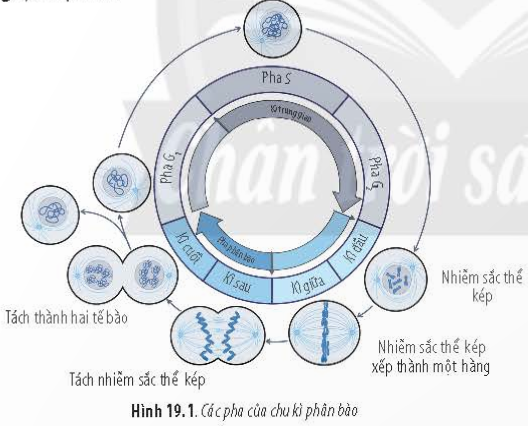 BÀI 19 - QUÁ TRÌNH PHÂN BÀOMỞ ĐẦUCâu 1: Cơ chế nào giúp một hợp tử phát triển thành cơ thể gồm rất nhiều tế bào có bộ nhiễm sắc thể giống nhau và giống bộ nhiễm sắc thể trong hợp tử ban đầu? Cơ chế nào giúp cơ thể tạo được sự đa dạng di truyền ở thế hệ sau của các loài sinh vật sinh sản hữu tính?Đáp án chuẩn:Cơ chế nguyên phân giúp hợp tử phát triển thành cơ thể có các tế bào có cùng bộ nhiễm sắc thể và giống với bộ nhiễm sắc thể trong hợp tử ban đầu. Cơ chế giảm phân và thụ tinh đóng vai trò trong việc tạo sự đa dạng di truyền ở thế hệ sau của các loài sinh vật sinh sản hữu tính.I. QUÁ TRÌNH NGUYÊN PHÂN (PHÂN BÀO NGUYÊN NHIỄM)Câu 1: Quan sát Hình 19.1 và cho biết: Quá trình nguyên phân gồm mấy kì?Đáp án chuẩn:4 kì.Câu 2: Quan sát Hình 19.1 và cho biết: Sau một lần nguyên phân thì thu được bao nhiêu tế bào từ một tế bào ban đầu?Đáp án chuẩn:- Thu được hai tế bào từ một tế bào ban đầu.Câu 3: Quan sát Hình 19.2 và cho biết: Giai đoạn phân chia nhân ở quá trình nguyên phân gồm các kì nào?Đáp án chuẩn:- Kì đầu, kì giữa, kì sau.Câu 4: Quan sát Hình 19.2 và cho biết: Trong các kì của nguyên phân, nhiễm sắc thể, thoi phân bào và màng nhân có sự thay đổi như thế nào?Đáp án chuẩn:- Kì đầu: Thoi phân bào bắt đầu, sợi mảnh của nhiễm sắc thể bắt đầu co xoắn và màng nhân biến mất.- Kì giữa: Nhiễm sắc thể đạt độ co xoắn cực đại, tập trung thành một hàng trên mặt phẳng xích đạo.- Kì sau: Nhiễm sắc thể tách ra từ tâm động và di chuyển về hai cực trên.- Kì cuối: Nhiễm sắc thể giãn xoắn, thoi phân bào hoàn tất, và màng nhân xuất hiện lại.Câu 5: Quan sát Hình 19.3 và cho biết quá trình phân chia tế bào chất trong nguyên phân chia tế bào chất trong nguyên phân có gì khác nhau ở tế bào động vật và thực vật.Đáp án chuẩn:Ở tế bào động vật, màng tế bào co thắt lại ở vị trí giữa tế bào, tạo ra eo thắt.Ở tế bào thực vật, hình thành vách ngăn trên mặt phẳng xích đạo.Luyện tập: Trình bày ý nghĩa về sự thay đổi hình thái nhiễm sắc thể trong các kì của quá trình nguyên phân.Đáp án chuẩn:- Ở đầu kì đầu, các nhiễm sắc thể co xoắn để rút ngắn chiều dài của chúng, tạo điều kiện thuận lợi cho sự phân li của nhiễm sắc thể về hai cực của tế bào ở kì sau.- Ở đầu kì cuối, các nhiễm sắc thể giãn xoắn để chuẩn bị cho quá trình tổng hợp và nhân đôi nhiễm sắc thể ở chu kì tế bào tiếp theo.Câu 6: Hãy quan sát Hình 19.4 và cho biết nguyên phân có ý nghĩa như thế nào đối với sự sinh trưởng, phát triển của cây.Đáp án chuẩn:- Nguyên phân làm gia tăng chiều dài của thân và rễ, làm phát sinh thêm cành nhánh cho cây, tham gia vào quá trình sinh trưởng sơ cấp của cây.II. QUÁ TRÌNH GIẢM PHÂN (PHÂN BÀO GIẢM NHIỄM)Câu 7: Quan sát Hình 19.6 và cho biết: Giảm phân là gì? Giảm phân gồm mấy giai đoạn chính?Đáp án chuẩn:Giảm phân là quá trình phân bào giảm nhiễm xảy ra trong quá trình hình thành giao tử, bao gồm hai giai đoạn chính là giảm phân I và giảm phân II.Câu 8: Quan sát Hình 19.6 và cho biết: Kể tên các kì của quá trình giảm phân.Đáp án chuẩn:Kì đầu I, kì giữa I, kì sau I, kì cuối I, kì đầu II, kì giữa II, kì sau II, kì cuối II.Câu 9: Quan sát Hình 19.6 và cho biết: Trong các kì phân bào giảm phân, nhiễm sắc thể, thoi phân bào và màng nhân có sự thay đổi như thế nào?Đáp án chuẩn:Sự thay đổi nhiễm sắc thể, thoi phân bào và màng nhân trong các kì của giảm phân:Giảm phân I Kì đầuKì giữaKì sauKì cuốiSự thay đổi của nhiễm sắc thểNST kép bắt đôi vs nhau theo từng cặp. Các NST bắt đầu co xoắn lại. Các NST kép trong cặp NST tương đồng bắt đầu tra đổi các đoạn chromatidNST co xoắn cực đại và di chuyển về mặt phẳng xích đạo xếp thành 2 hàngMỗi NST trong NST kép đc thoi phân bào kéo về mỗi cựcNST dãn xoắnSự thay đổi của thoi phân bàoĐược hình thànhXuất hiệnĐính vào tâm động ở một NST kép của cặp NST tương đồngTiêu biếnSự thay đổi của màng nhânDần tiêu biếnTiêu biến hoàn toànTiêu biến hoàn toànMàng nhân xuất hiênGiảm phân II Kì đầuKì giữaKì sauKì cuốiSự thay đổi của NSTCác NST kép dần co xoắn lạiCác cặp NST kép tập trung thành một hàng ở mặt phẳng xích đạo của thoi phân bàoCác chromatid tách nhau ở tâm động và được thoi phân bào kéo về mỗi cực của tế bào NST dãn xoắn, bộ NST đơn bội nSự thay đổi của thoi phân bàoHình thànhXuất hiệnĐính vào tâm động của cặp NST tương đồngTiêu biếnSự thay đổi của màng nhânTiêu biếnTiêu biến hoàn toànTiêu biến hoàn toànHình thành trở lạiCâu 10: Hãy quan sát quá trình hình thành giao tử ở Hình 19.7 và cho biết ý nghĩa của quá trình giảm phân.Đáp án chuẩn:- Tạo ra sự đa dạng genetictừ việc phân li độc lập và tổ hợp tự do của các cặp nhiễm sắc thể, từ đó giúp các loài sinh vật thích nghi và tiến hóa.- Cung cấp nguồn nguyên liệu cho chọn lọc tự nhiên, giúp loài sinh vật thích ứng với môi trường sống khác nhau.- Duy trì và ổn định bộ nhiễm sắc thể đặc trưng cho từng loài qua các thế hệ.Luyện tập: Lập bảng so sánh số lượng nhiễm sắc thể trong các giai đoạn khác nhau của quá trình nguyên phân và giảm phân.Đáp án chuẩn:  Kì trung gianKì đầuKì giữaKì sauKì cuốiNguyên phânNST đơn0004n4nNST kép2n2n2n4n4nGiảm phân INST đơn00000NST kép2n2n2n2n2nGiảm phân IINST đơn 002nnNST kép nn2n2nVận dụng: Đề xuất những biện pháp phòng tránh những yếu tố tiêu cực ảnh hưởng đến quá trình giảm phân nhằm bảo vệ sức khỏe sinh sản ở người.Đáp án chuẩn:- Hạn chế tiếp xúc với chất độc hại: Tránh làm việc trong môi trường ô nhiễm và sử dụng thiết bị bảo hộ khi tiếp xúc với hóa chất độc hại như thuốc diệt cỏ, thuốc trừ sâu, hóa chất công nghiệp.- Đảm bảo dinh dưỡng cân đối: Ăn uống đủ các loại thực phẩm giàu chất dinh dưỡng và vi chất, như rau xanh, quả tươi, thực phẩm hữu cơ; hạn chế ăn thực phẩm nhanh chóng và không lành mạnh.- Hạn chế uống và hút thuốc lá: Thuốc lá và các chất gây nghiện khác có thể ảnh hưởng đến sản xuất tinh trùng ở nam giới và làm suy giảm chất lượng trứng ở nữ giới. Nên hạn chế hoặc ngừng sử dụng hoàn toàn.- Tránh tiếp xúc với chất xơ hóa học: Các chất này có thể gây hại cho gan và hormone sinh dục. Hạn chế sử dụng sản phẩm chứa chất xơ hóa học như mỹ phẩm, chất tẩy rửa, sản phẩm làm đẹp chứa hợp chất paraben, thuốc nhuộm tóc, dầu gội.- Hạn chế tiếp xúc với tia UV: Tiếp xúc quá mức với tia UVA và UVB có thể gây hại cho tinh trùng và trứng. Sử dụng kem chống nắng và hạn chế tiếp xúc trực tiếp với ánh nắng mặt trời.- Điều chỉnh cân nặng và tập thể dục đều đặn: Duy trì một cân nặng lành mạnh và thực hiện các hoạt động thể lực thường xuyên.- Giảm xung đột công việc và căng thẳng: Áp lực công việc và căng thẳng có thể ảnh hưởng đến sinh sản. Tạo môi trường làm việc thuận lợi và thực hiện các hoạt động giảm stress như yoga, thiền.Câu 11: Hãy lập bảng so sánh điểm giống và khác nhau của hai quá trình phân bào nguyên phân và giảm phân.Đáp án chuẩn: Nguyên phânGiảm phânGiống nhauĐều có thoi phân bào.Lần phân bào II của giảm phân diễn ra giống nguyên phân: NST kép xếp thành một hàng ở mặt phẳng xích đạo của thoi vô sắc (ở kì giữa) và tách nhau ở tâm động thành hai NST đơn phân li về hai cực tế bào (ở kì sau).Khác nhauXảy ra ở tất cả các dạng tế bào.Một lần phân bào.Không có tiếp hợp và hoán vị gen.Kết thúc nguyên phân tạo ra 2 tế bào có số lượng NST giống tế bào mẹ (2n).Chỉ xảy ra ở tế bào sinh dục giai đoạn chín.Hai lần phân bào.Có tiếp hợp và hoán vị gen.Các NST kép ở kì giữa I xếp thành 2 hàng ở mặt phẳng xích đạo, phân li độc lập và tổ hợp tự do đi về 2 cực tế bào (ở kì sau), hình thành 2 tế bào con (ở kì cuối) mang số lượng n NST kép.Kết thúc giảm phân tạo ra 4 tế bào con có số lượng NST giảm đi một nửa (n).BÀI TẬP