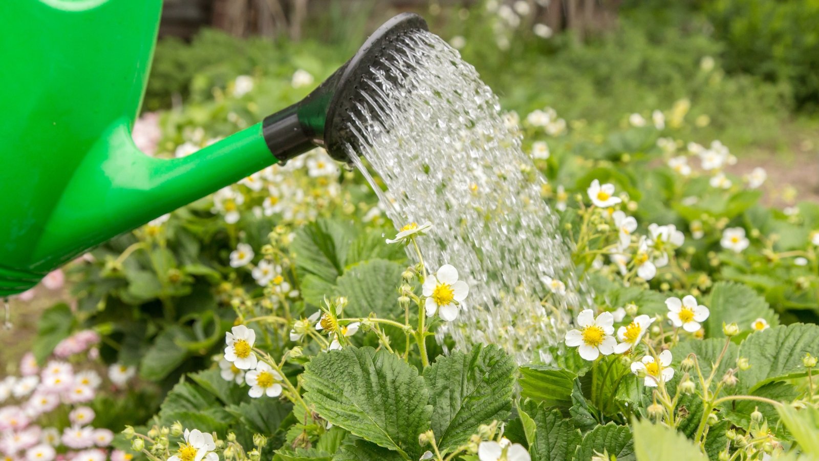 A close-up of a green watering can with water droplets, watering a lush fruit-bearing plant field with vibrant green leaves and delicate white flowers in bloom.