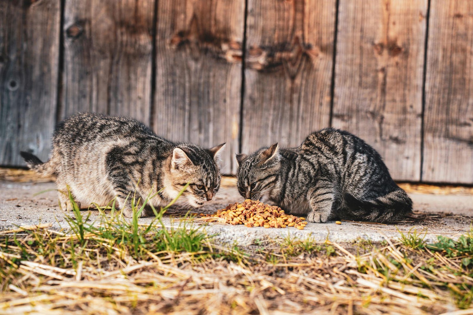 Silent Signs Your Cat Is Miserable