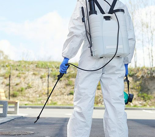 The Benefits of Professional Pest Control in Bossley Park