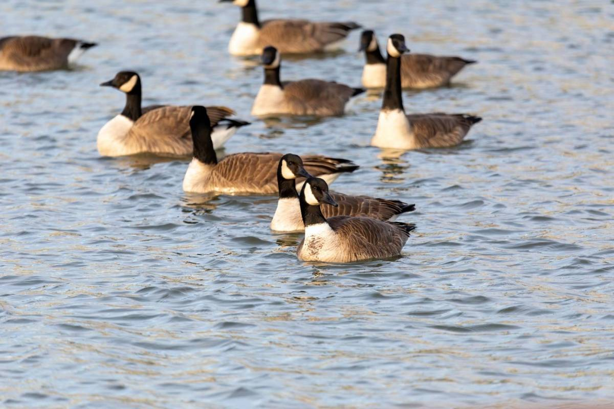 A stok image of Canada geese floating on the water