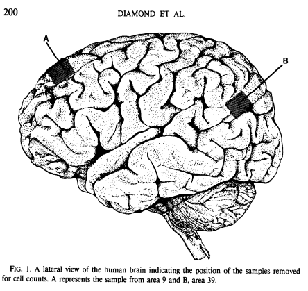 A diagram of a brain

Description automatically generated