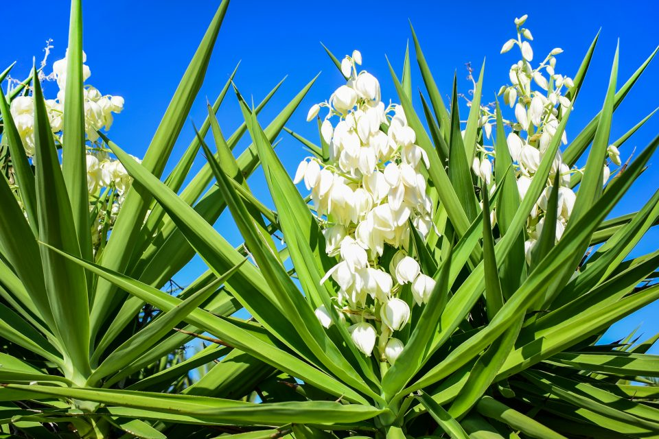 Yucca Plant