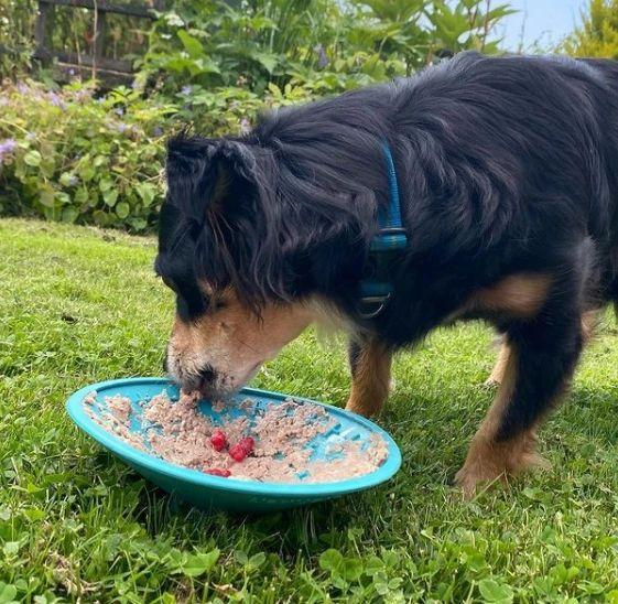 Rico enjoying his low fat white fish food on a licki mat with some raspberries