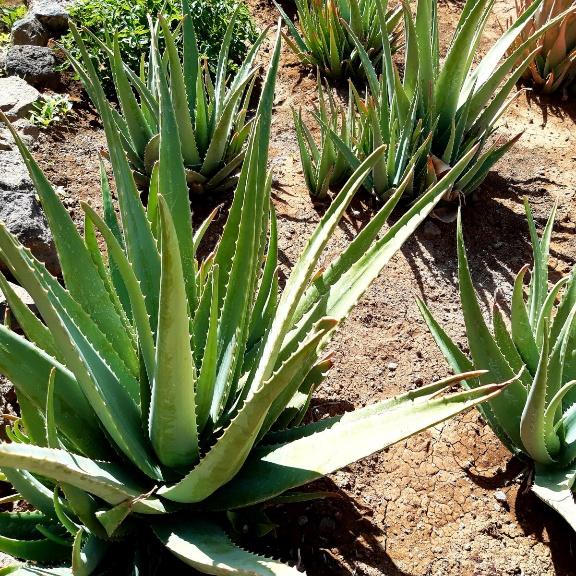 ALOE VERA GEL 99% - Nivaria Canarias