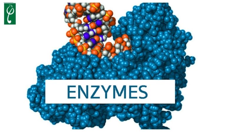 Nước giặt quần lót cho nữ chứa Enzyme phân hủy các vết bẩn cứng đầu