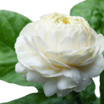 beautiful arabic flowers
