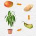 How to Grow Mango from Seed