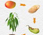 How to Grow Mango from Seed