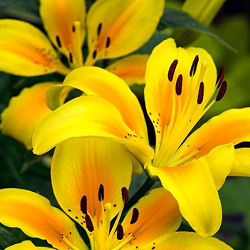 Asiatic Lily Flower