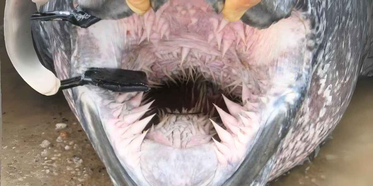 Mouth of a Leatherback Turtle