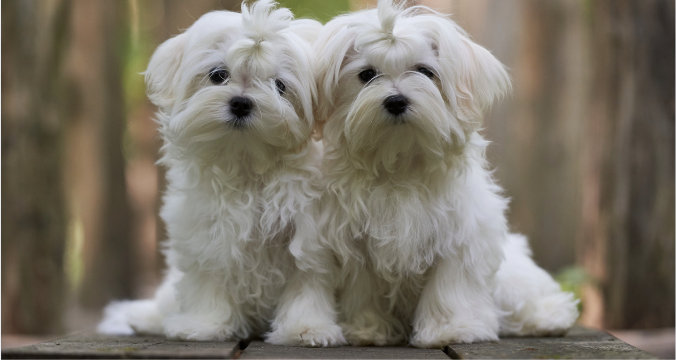 Two Maltese