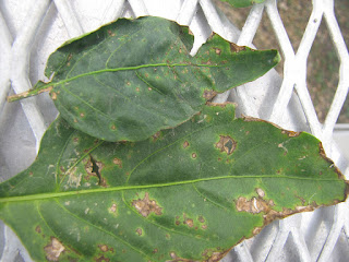 Two pepper leaves with brown spots