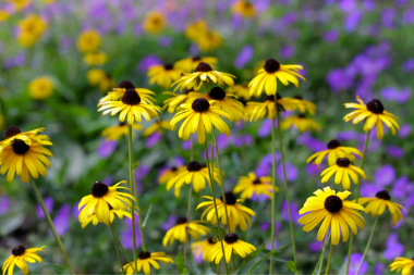 landscaping mistakes to avoid while remodeling your outdoor living space black eyed susans custom built michigan