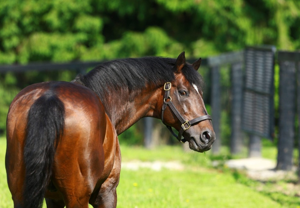 Fusaichi Pegasus, cavalo mais caro do mundo   Foto: Divulgao 