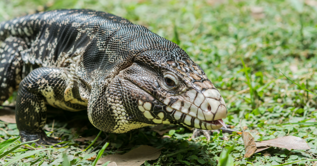 An Argentine black and white tegu sticking its tongue out slightly on green grass.