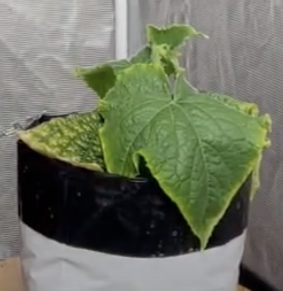 grow your own cucumber second type