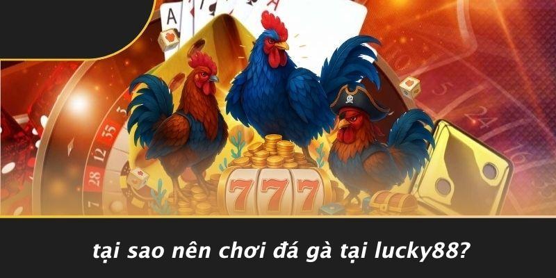 Tại Sao Nên Chơi Đá Gà Tại LUCKY88?