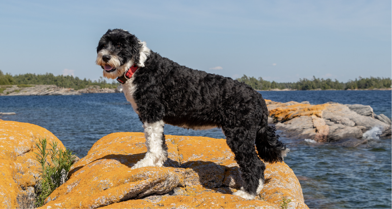 Portuguese Water Dog