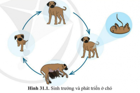 BÀI 31. SINH TRƯỞNG VÀ PHÁT TRIỂN Ở ĐỘNG VẬTMỞ ĐẦUCâu hỏi: Quan sát hình 31.1, cho biết dấu hiệu nhận biết sự sinh trưởng và phát triển ở chóĐáp án chuẩn:Dấu hiệu nhận biết sự sinh trưởng: tăng chiều cao, tăng kích thước và khối lượng cơ thể.Dấu hiệu nhận biết sự phát triển: chó mang thai và sinh con.I. CÁC GIAI ĐOẠN SINH TRƯỞNG VÀ PHÁT TRIỂN CỦA ĐỘNG VẬTCâu 1: Quan sát hình 31.1 và 31.2a. Mô tả vòng đời của các sinh vật trong hìnhb. Nhận xét về hình thái cơ thể của con non giống hay khác so với cơ thể mẹ sau khi sinh ra hoặc nở ra từ trứng ở mỗi loại động vật đó.Đáp án chuẩn:a. - Chó: Con non → Phát triển về thể chất →Thụ thai, mang bầu → Sinh ra con non.- Ếch: Trứng → nòng nọc → nòng nọc có chân → Ếch con → Ếch trưởng thành → Thụ thai và đẻ trứng- Muỗi: Trứng muỗi → Ấu trùng → Bọ gây → Muỗi → Đẻ trứngb. Ở chó thì cơ thể con non giống với mẹ, ở ếch và muỗi thì cơ thể con non khác với mẹ.Câu 2: Quan sát hình 31.1 và 31.2 trình bày giai đoạn phôi và hậu phôi của các sinh vật trong hìnhĐáp án chuẩn:- Động vật sinh con: Hợp tử → phôi → phân hoá thành các mô và cơ quan. Giai đoạn phôi diễn ra trong cơ thể mẹ, con non sinh ra giống mẹ.- Động vật đẻ trứng: Giai đoạn phôi diễn ra trong trứng đã thụ tinh. Con non sinh ra từ trứng có đặc điểm khác mẹ.II. MỘT SỐ ỨNG DỤNG SINH TRƯỞNG VÀ PHÁT TRIỂN TRONG THỰC TIỄNCâu 3: Con người vận dụng hiểu biết về sinh trưởng và phát triển ở động vật để tăng năng suất vật nuôi như thế nào? Cho ví dụ.Đáp án chuẩn:Điều hoà ánh sáng bằng cách bật bóng đèn điện cho gà để tăng năng suất gà đẻ trứng.Vận dụng 1Câu hỏi: Vì sao cần giữ vệ sinh trong chăn nuôi và tiêm phòng cho gia súc, gia cầm?Đáp án chuẩn:Ngăn chặn sự phát triển của những vi khuẩn gây bệnh, iúp vật nuôi sinh trưởng và phát triển tốt hơn, đạt năng suất cao hơn.Vận dụng 2