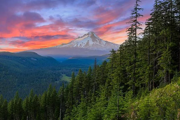 12 Forests Where Time Stands Still, timeless forest, still nature, nature, forest, landscape, ancient trees, quiet woods