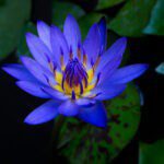 Blue Water Lily