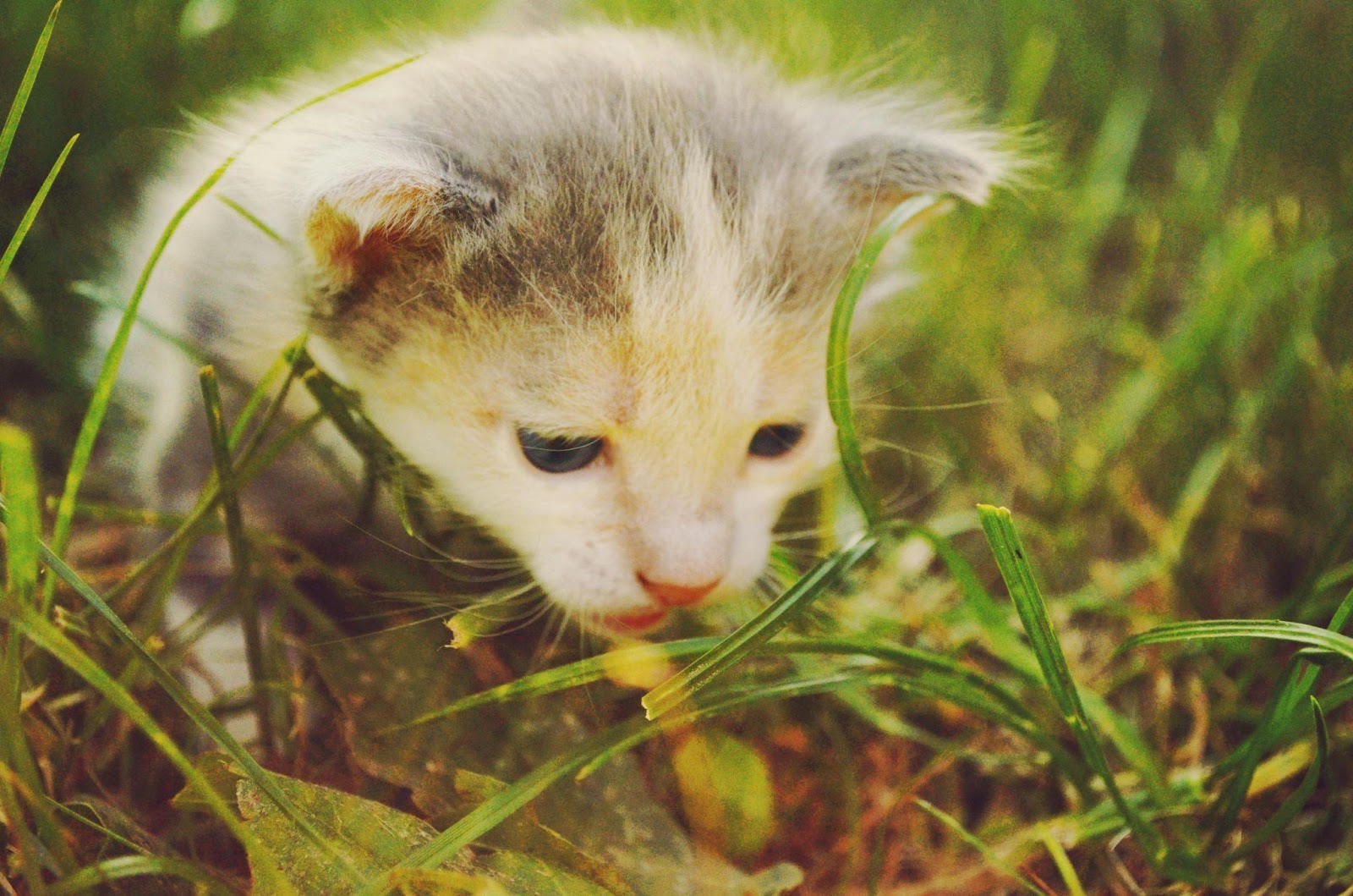 Signs Your Cat Might Be a Reincarnated Human