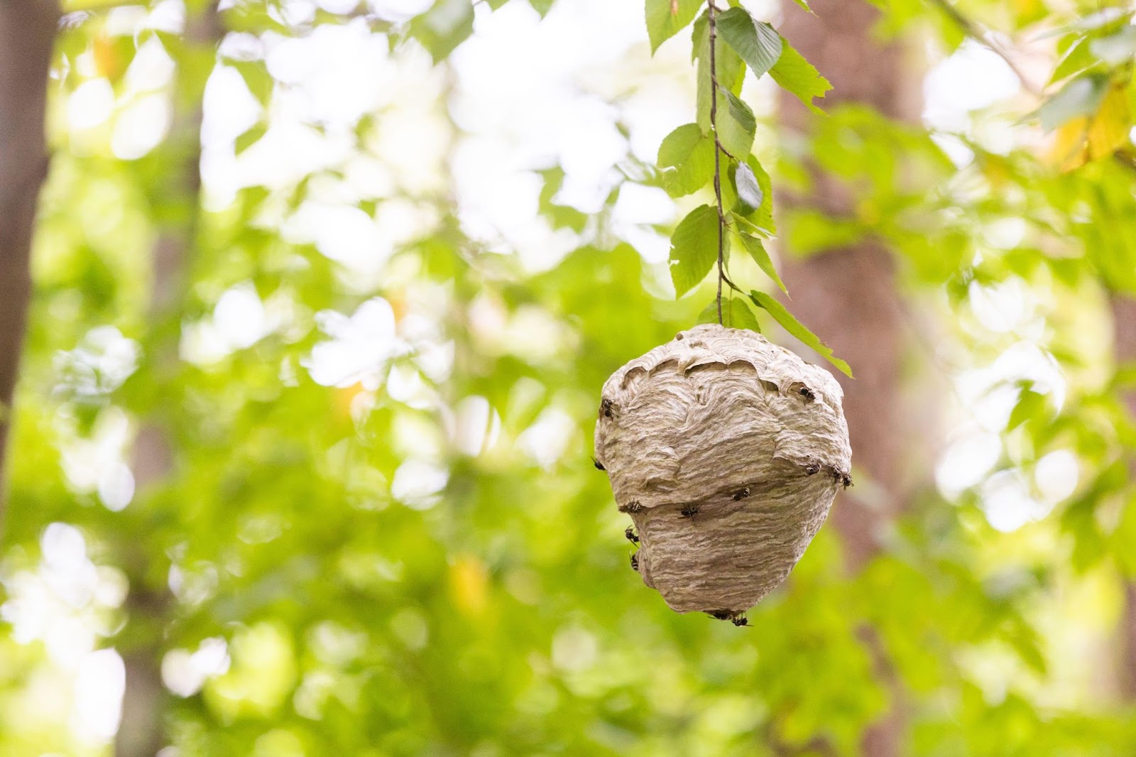 Wasp nest hanging in a branch with some wasps around it against blur greenery background