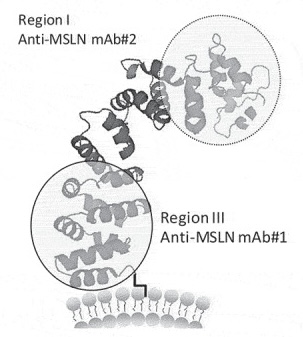 Schematic diagram of Mesothelin structure and the impact of different epitopes on antibody in vitro efficacy