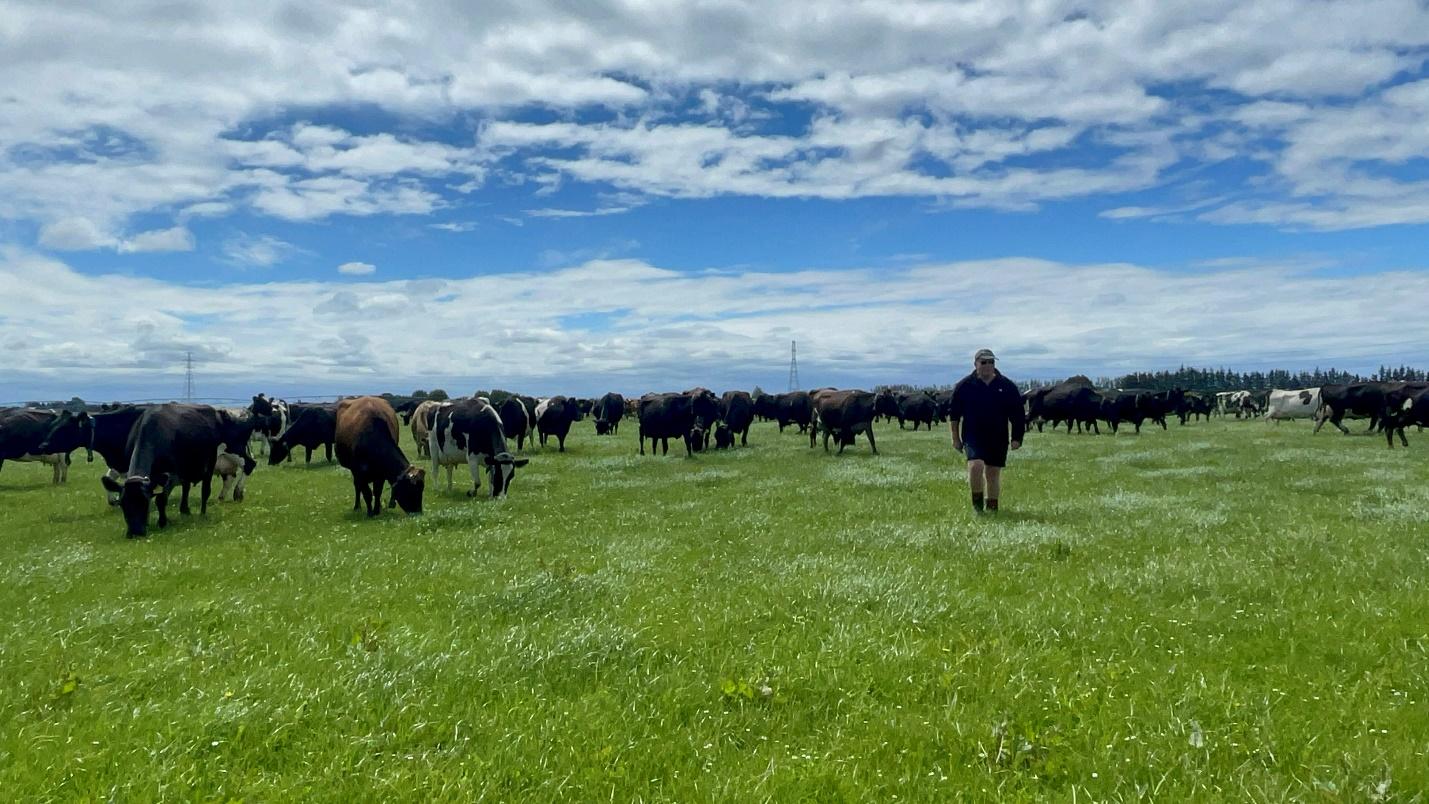 A person standing in a field with cows

Description automatically generated