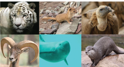 Endangered Species And Conservation Programs